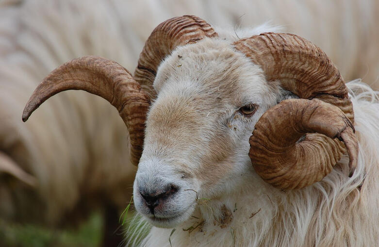 ☁ latxa sheep ☁ - ovis aries latxa