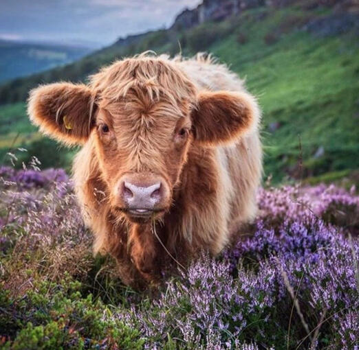 ☁ cows ☁ - bos taurus