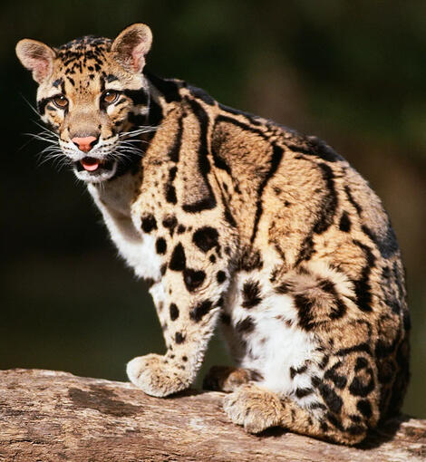 ☁ cloud leopard ☁ - neofelis nebulosa