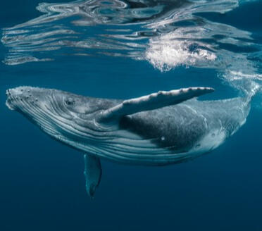 ☁ humpback whale ☁ - megaptera novaeangliae